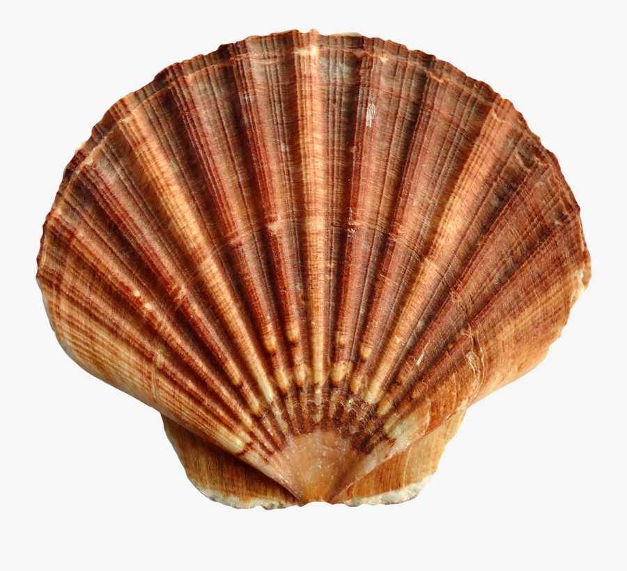 Seashell Png, Transparent Clipart