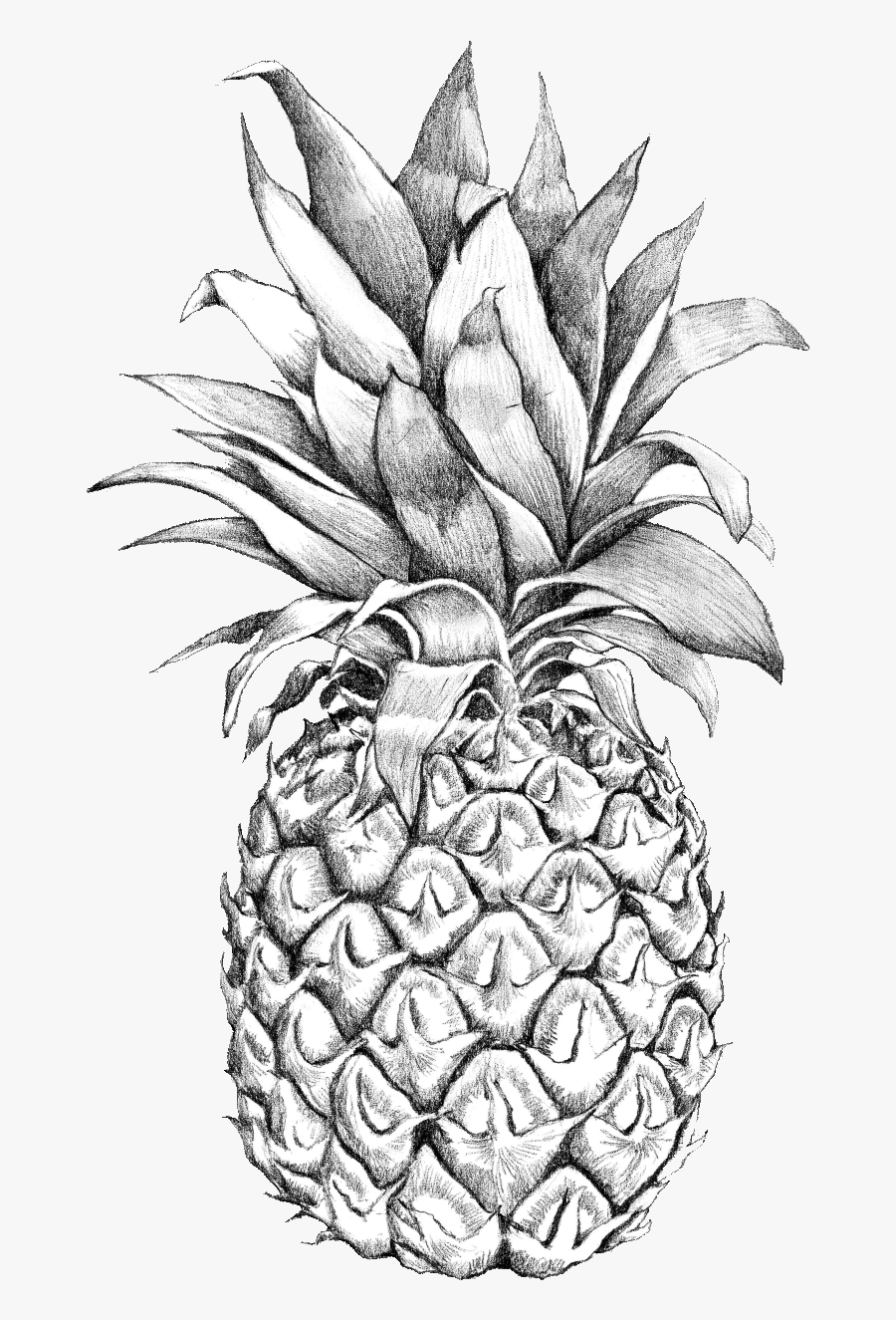 Drawing Detail Pineapple - Pineapple Outline , Free Transparent Clipart