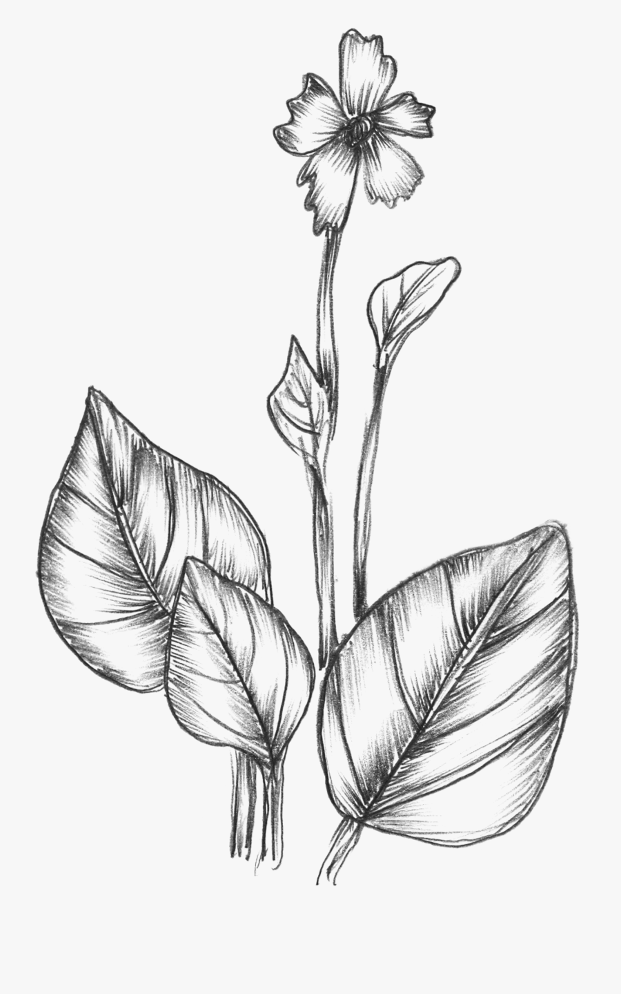 Free Vector Sketchy Plants - Hand Drawn Plants Png, Transparent Clipart