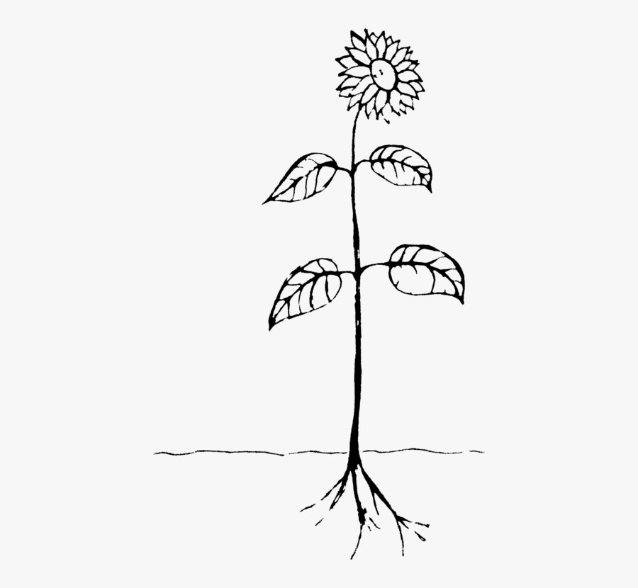 Art,symmetry,monochrome Photography - Drawing Of A Plant, Transparent Clipart