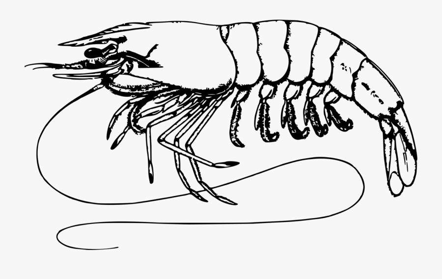 Art,monochrome Photography,tree - Shrimp Black And White, Transparent Clipart