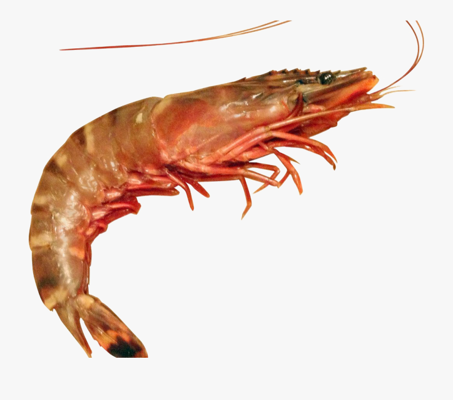 Transparent Cooked Shrimp Clipart - Difference In Shrimp And Prawn ...