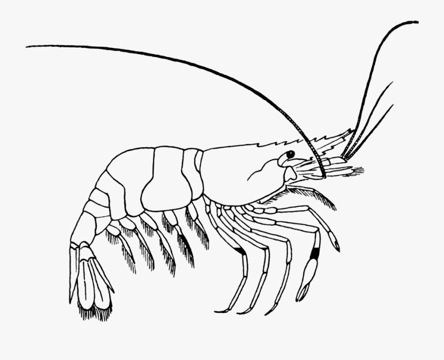 Prawn - Prawn Black And White, Transparent Clipart