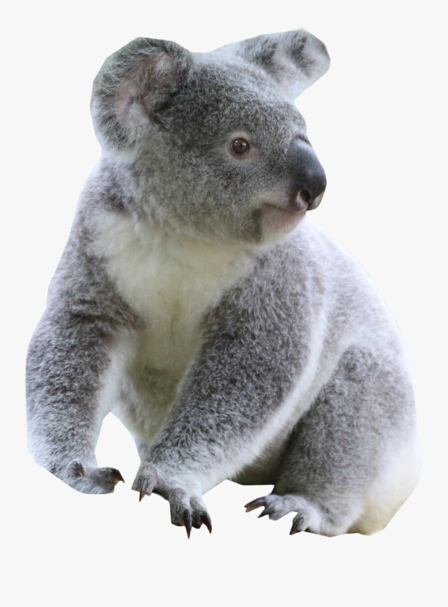 Transparent Background Koala Clip Art, Transparent Clipart