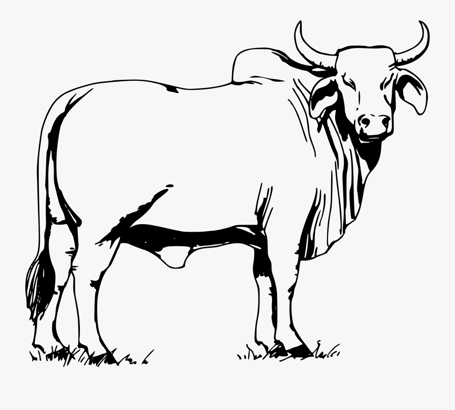 Collection Of Free Buffalo Drawing Outline Download - Bull Clipart Black And White, Transparent Clipart