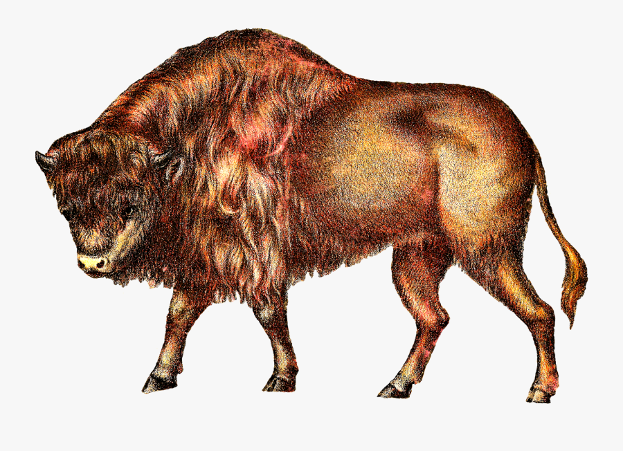 Buffalo Cattle Clip Art - Bison, Transparent Clipart