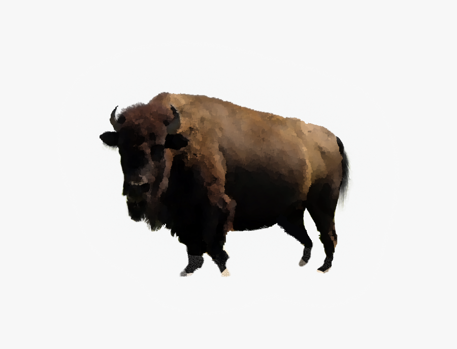 Bison Water Buffalo Pdf Cattle - Buffalo Pdf, Transparent Clipart