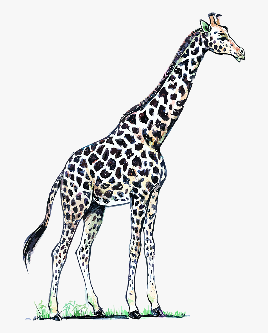 Giraffe,terrestrial Figure,clip Art - Color De Las Jirafas, Transparent Clipart