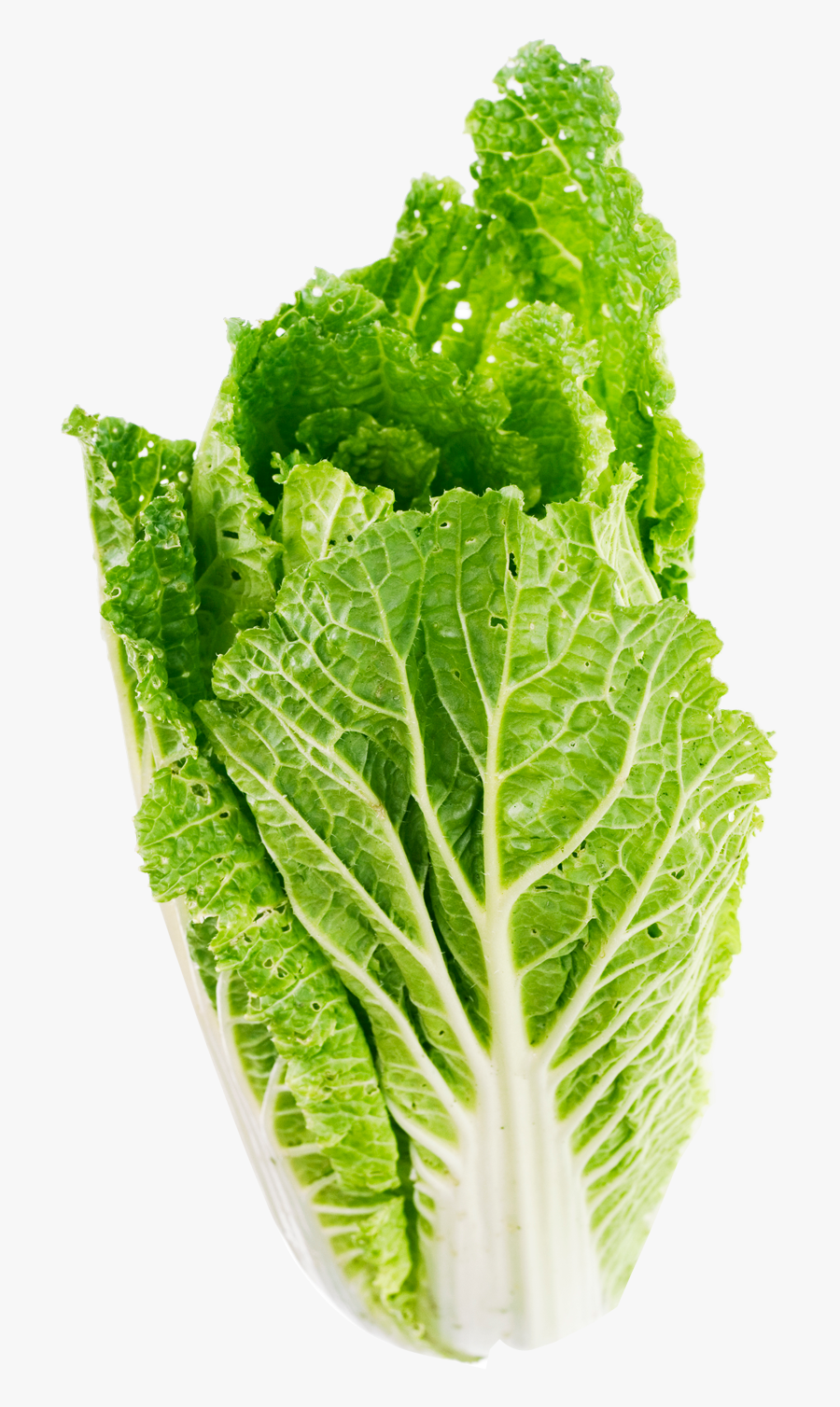 Lettuce-leaf - Transparent Background Lettuce Png, Transparent Clipart