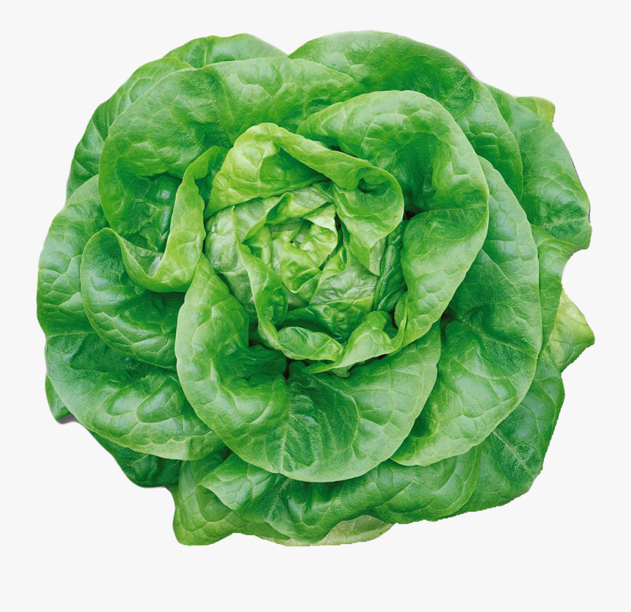 Butterhead Lettuce Png Image - Butter Lettuce In Uk, Transparent Clipart