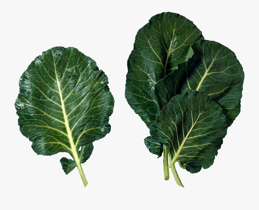 Salad Png Images Free - Collard Greens Png, Transparent Clipart