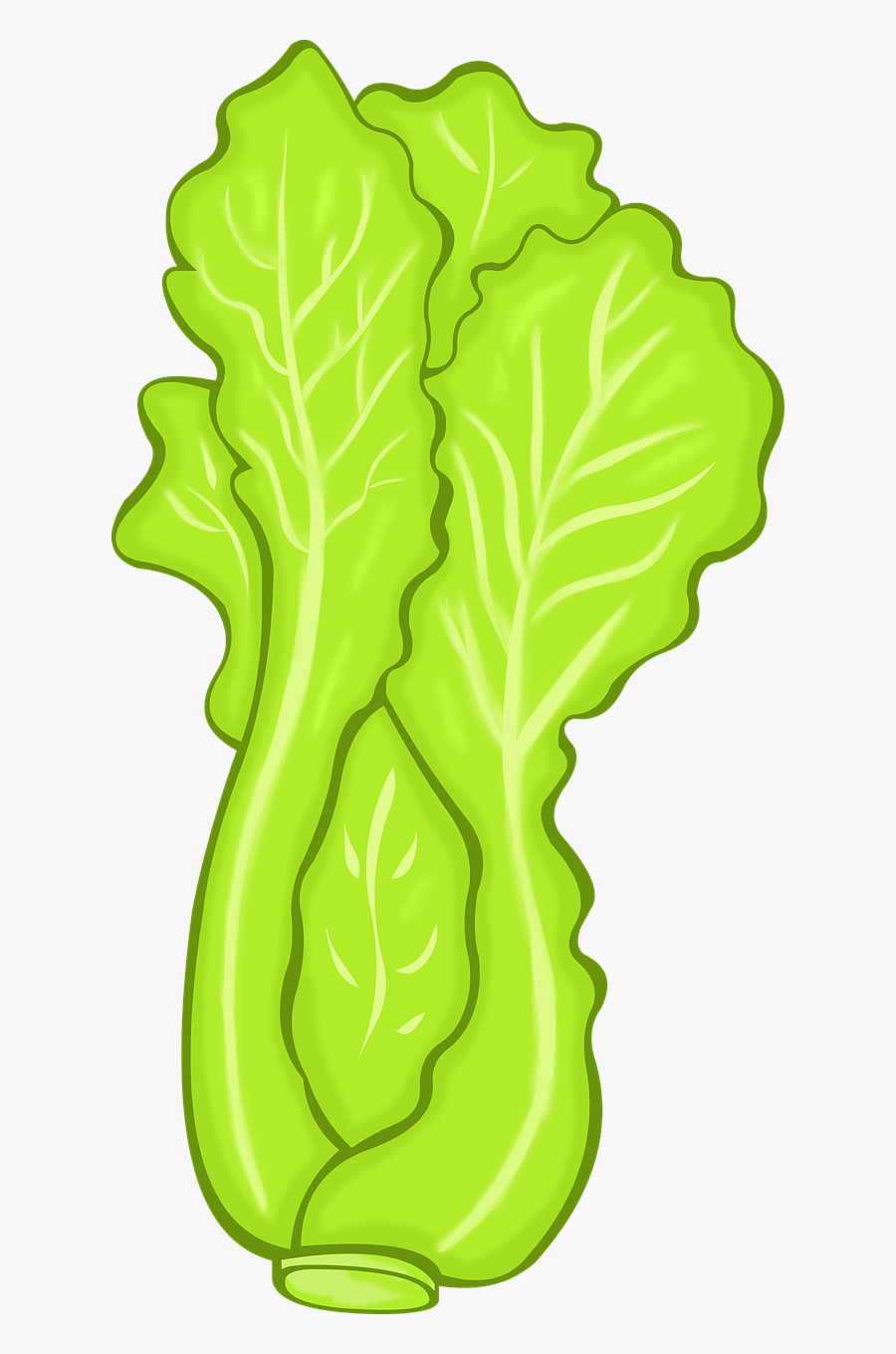 Transparent Lettuce Png - Lettuce Clip Art , Free Transparent Clipart