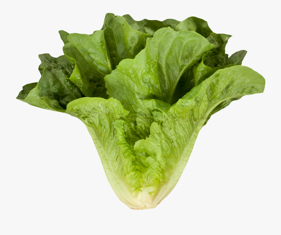 Clip Art Lettuce Png - Romaine Or Cos Lettuce, Transparent Clipart