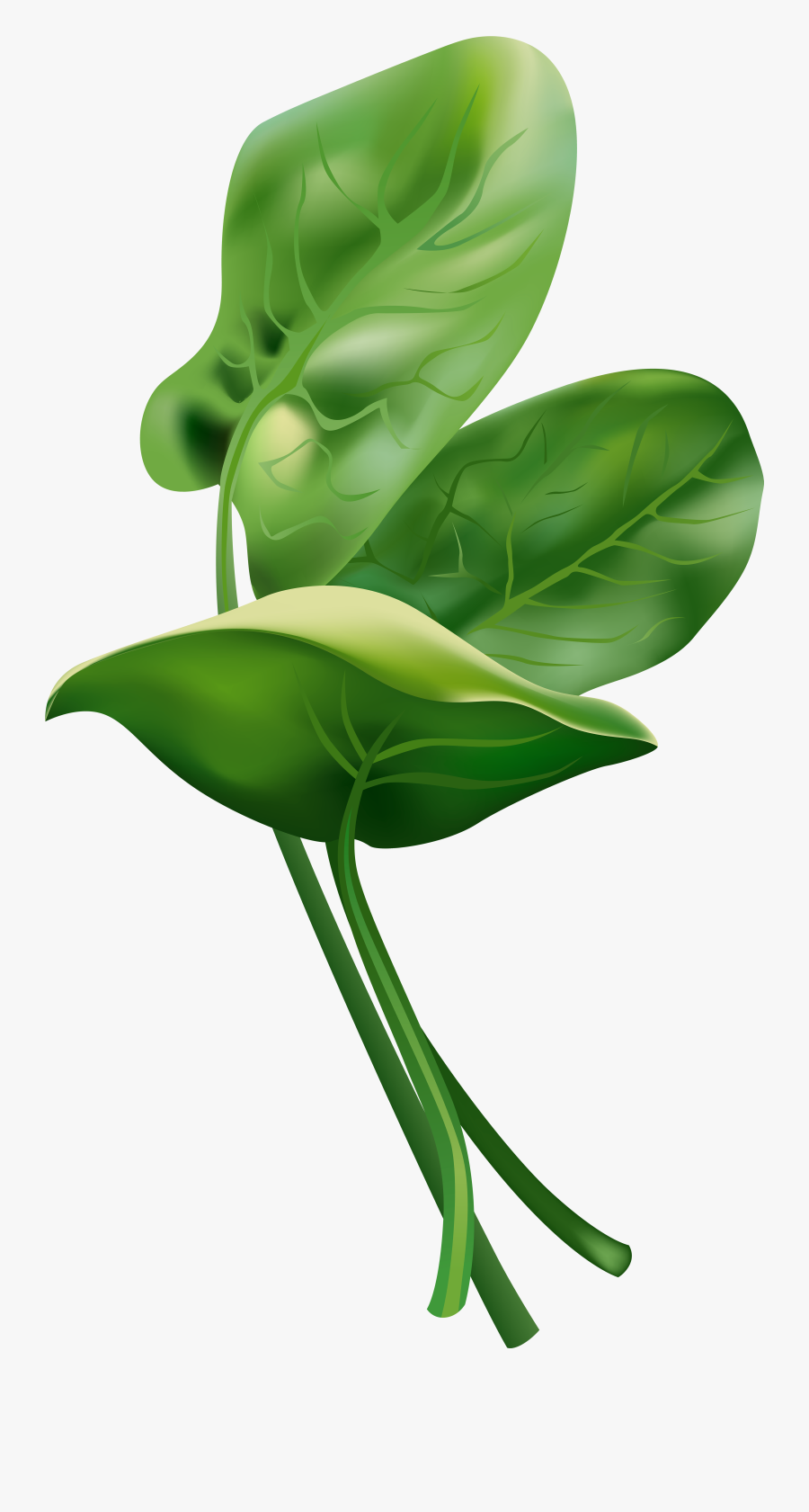 Transparent Spinach Clipart, Transparent Clipart