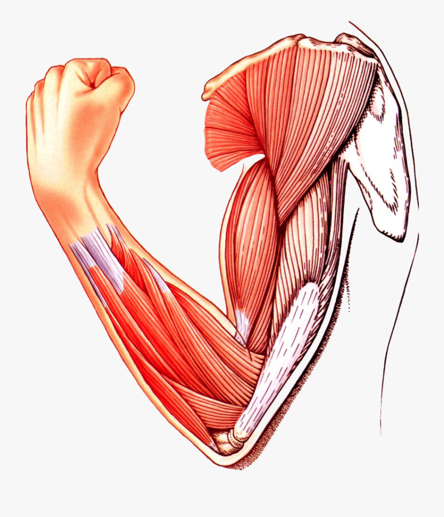 Muscle Clipart Smooth Muscle Picture 1701865 Muscle Clipart Smooth ...