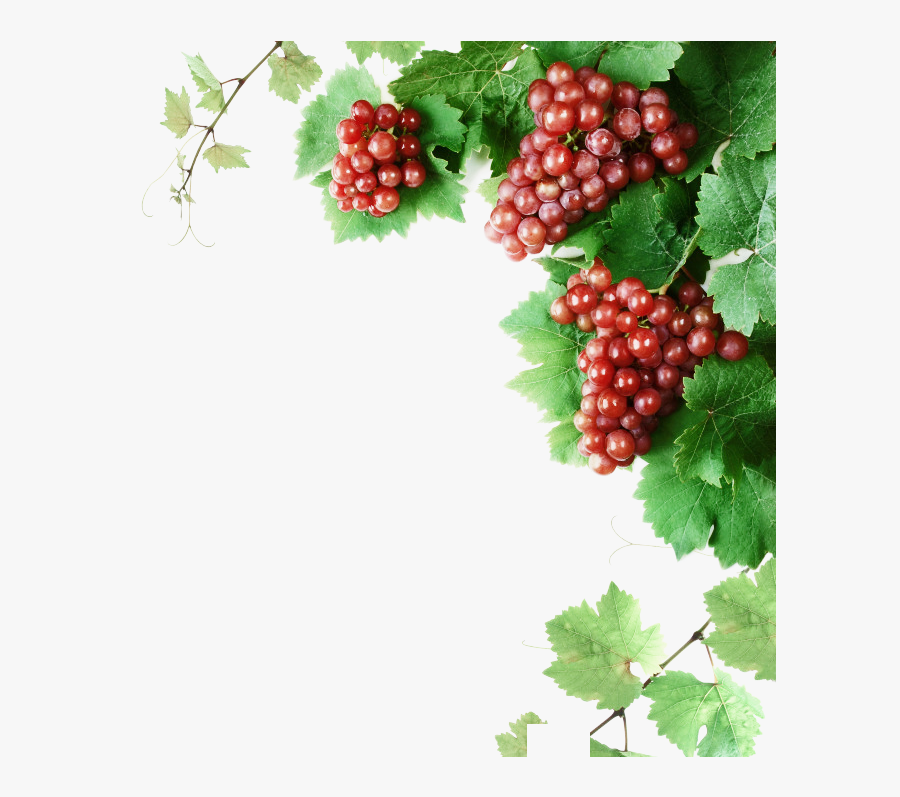 Cabernet Franc Wine Grape Vine Clip Art - Grapes And Vines Png, Transparent Clipart