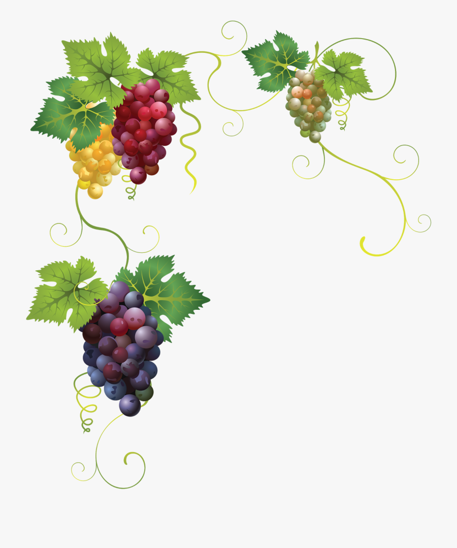 Transparent Grapevine Clipart - Grapes Vector, Transparent Clipart