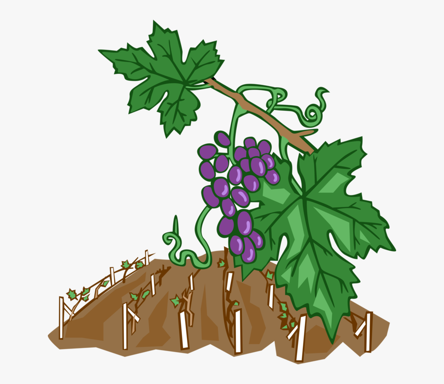 Vector Illustration Of Wine Grape Vines In Vineyard - Weinreben Clipart, Transparent Clipart