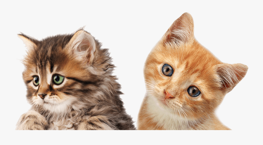 Clip Art Kittens Png - Gatinhos Png, Transparent Clipart