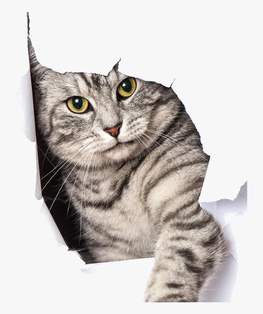 Door Pet Big Dog Cat Kitten Clipart - Silver Tabby Happy Birthday, Transparent Clipart