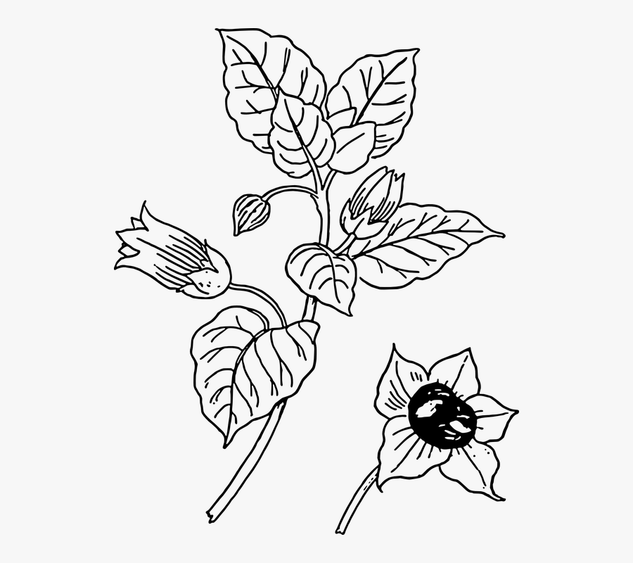 Belladonna, Flowers, Plant, Nature, Bloom, Beautiful - Deadly Nightshade Plant Drawing, Transparent Clipart