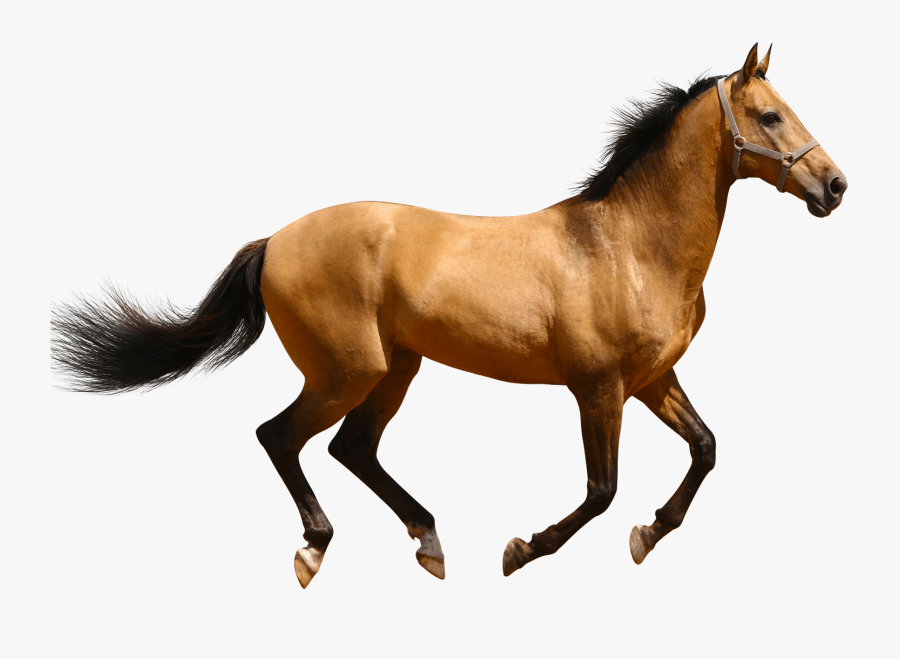 Horse Png Brown - Horse Animal Png, Transparent Clipart