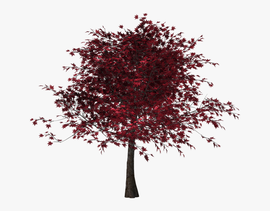 Tree, Autumn, Leaves, Red Leaves, Digital Art, Isolated - Tree With Red Leaves Png, Transparent Clipart