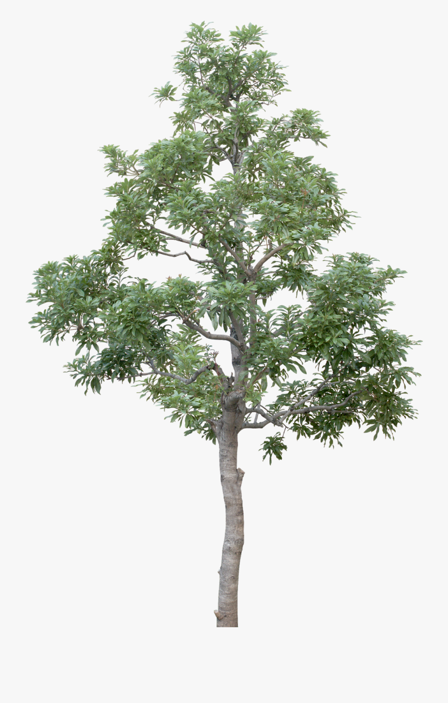 Transparent Tree Limb Png - Transparent Background Tree Png, Transparent Clipart