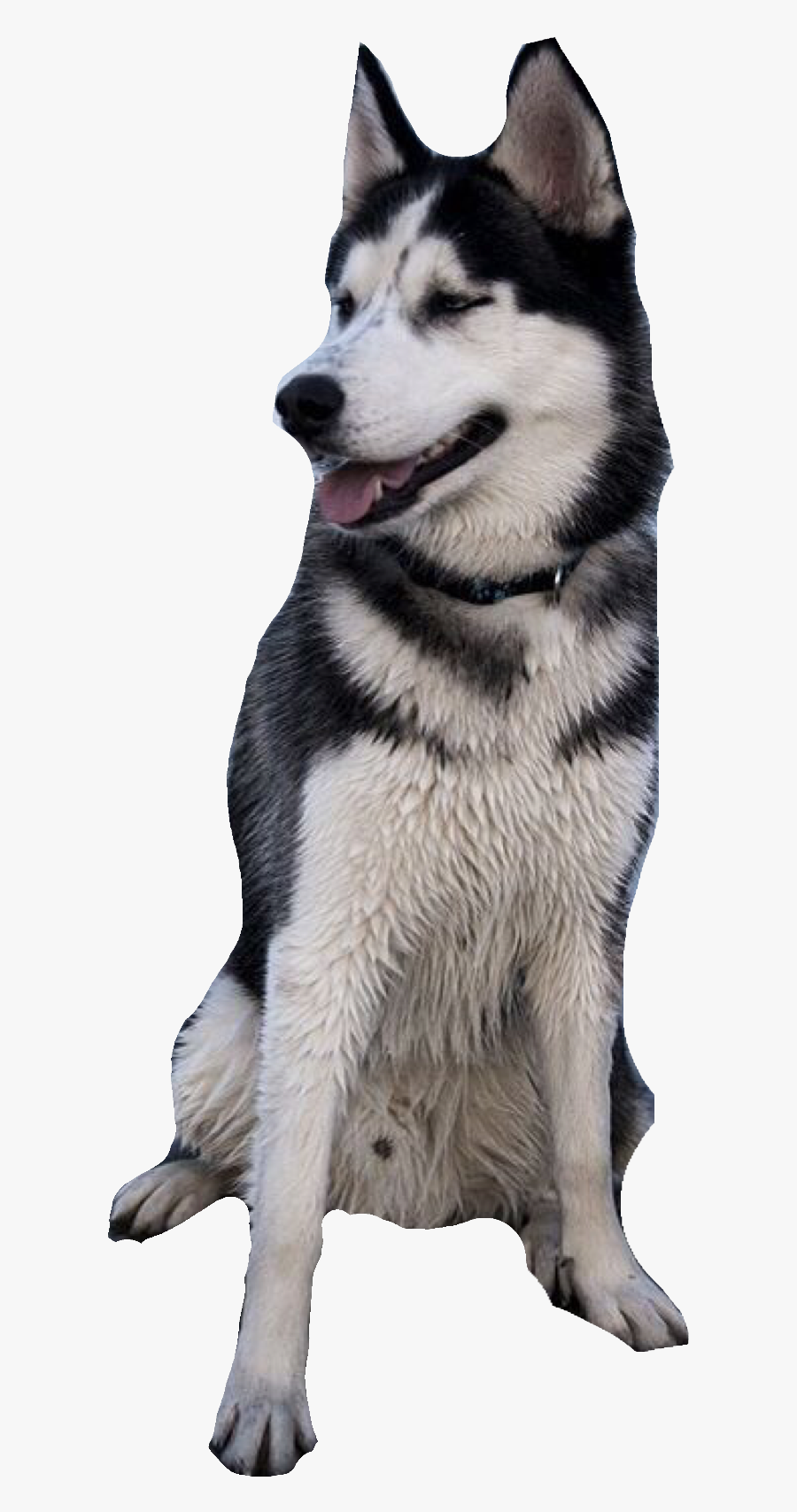 Siberian Husky, Transparent Clipart