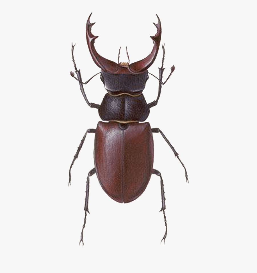 Stag Beetle, Transparent Clipart