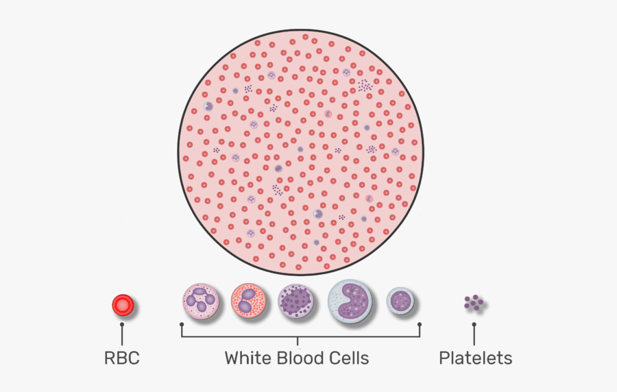 Magnified View Of A Drop Of Blood Containing Wbcs, - Rbc Count , Free ...