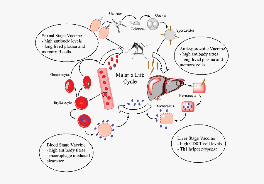 Vector Parasite Malaria - Vẽ Sơ Đồ Chu Kỳ Sinh Học Của Plasmodium, Transparent Clipart