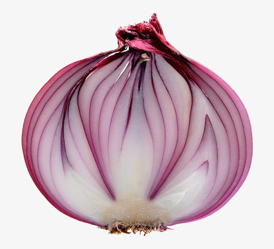 Transparent Red Onion Png, Transparent Clipart