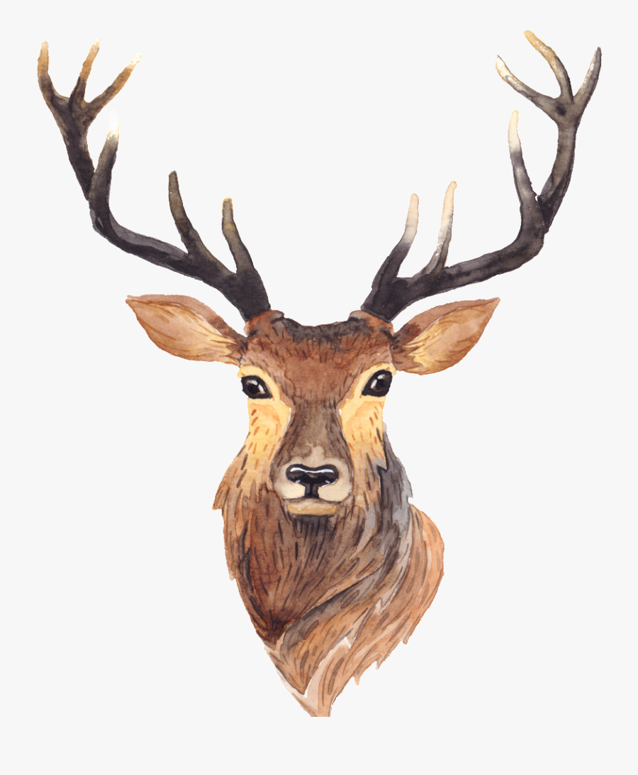 Red Deer Moose Antler Painting - Watercolor Deer, Transparent Clipart