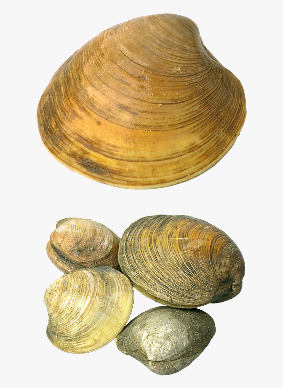 Clip Art Transparent Picture Gallery Yopriceville - Sea Shells Transparent, Transparent Clipart