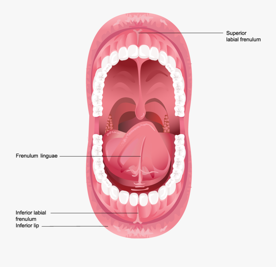 Tongue Clip Frenulectomy - Inside Of A Human Mouth , Free Transparent ...