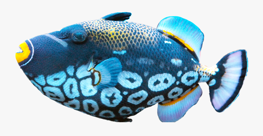 Png Fish, Transparent Clipart