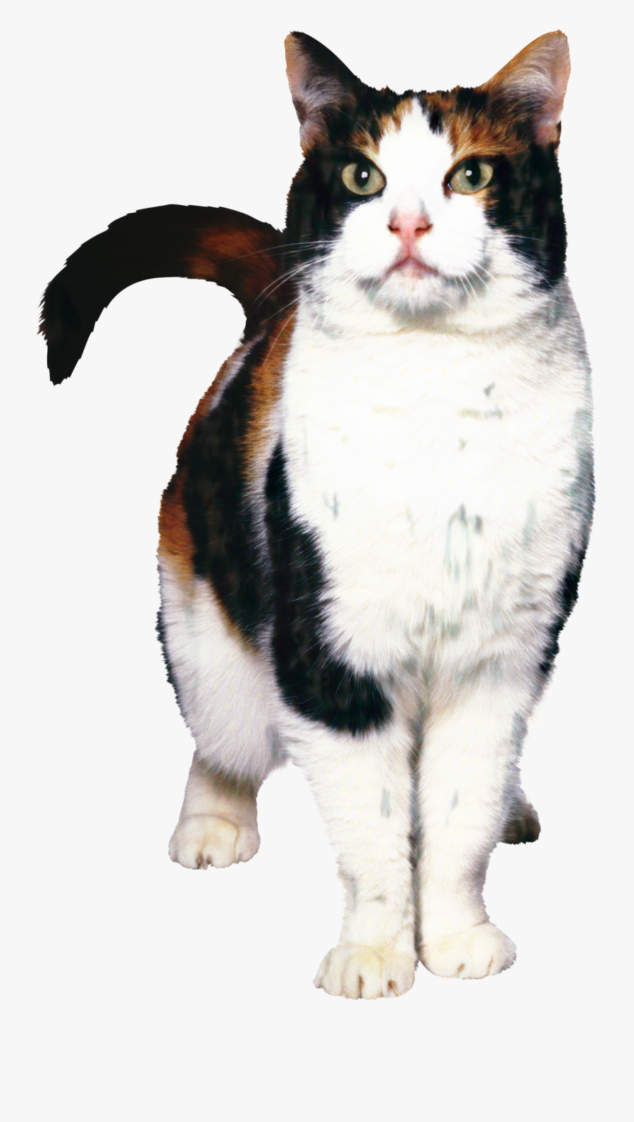 Cat Food Dog Kitten Norwegian Forest Cat Pet - Cat And Dog, Transparent Clipart