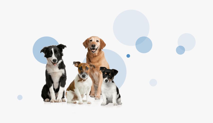 Pet Clipart Friendly Dog - Cute Dog Dog Png, Transparent Clipart