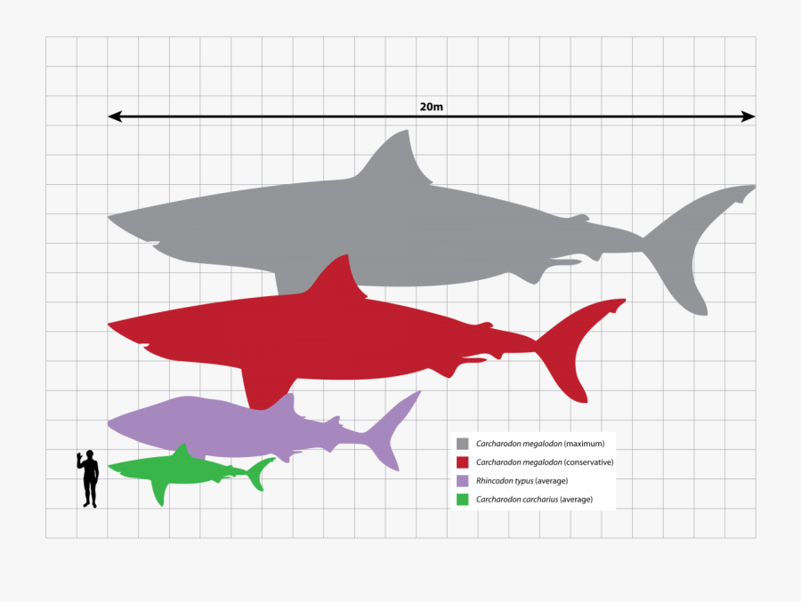 Transparent Shark Teeth Png - Megalodon Scale, Transparent Clipart