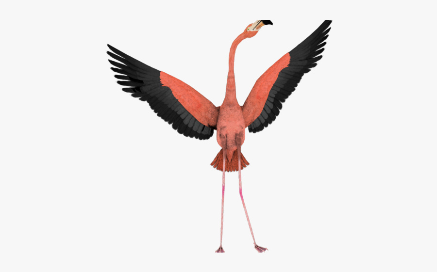 Crown Clipart Flamingo - Flamingo Png, Transparent Clipart