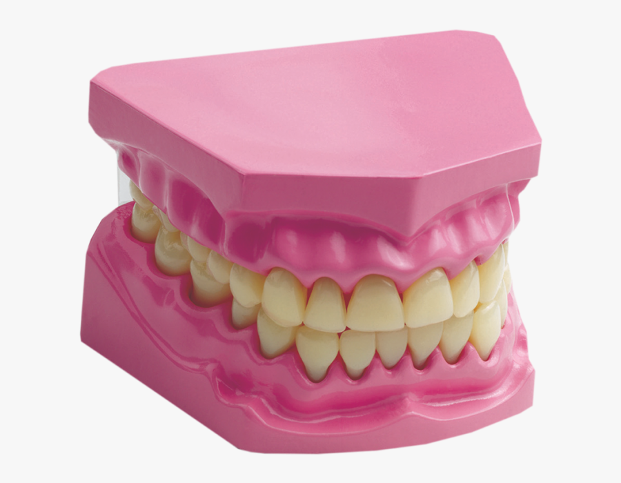 Transparent Human Teeth Png - Dental Models, Transparent Clipart