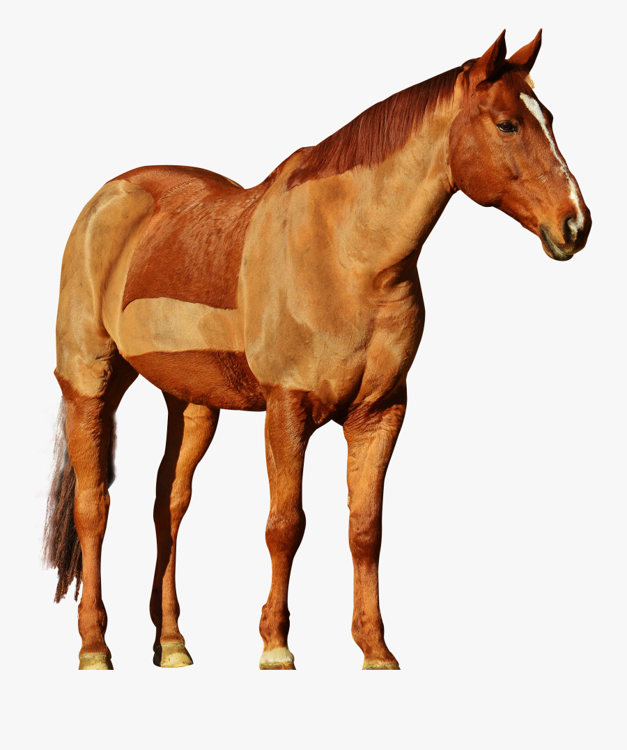 Horses With Transparent Background, Transparent Clipart