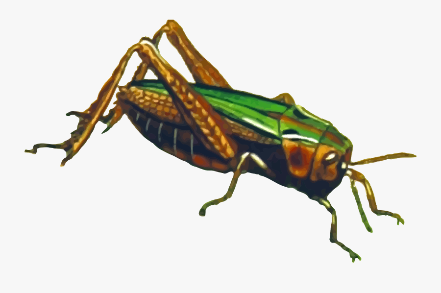 Grasshopper Png File - Png File Grasshopper Png, Transparent Clipart