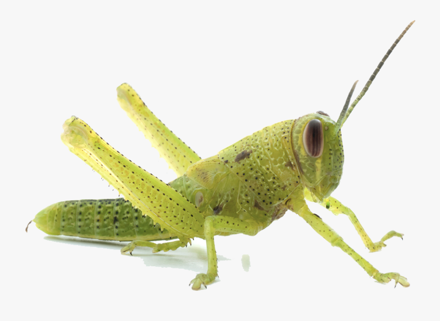 Download Grasshopper Png Transparent Image - Transparent Grasshopper, Transparent Clipart