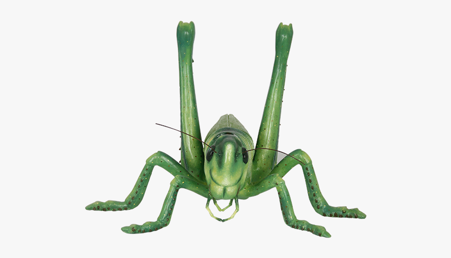 Grasshopper Png Image - Grasshopper, Transparent Clipart