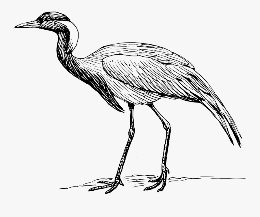 Demoiselle Crane - Crane Bird Meaning In Urdu, Transparent Clipart