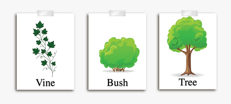 Place The Pictures Of The Tree, Bush, And Vine, On - Describe Different Types Of Plants, Transparent Clipart