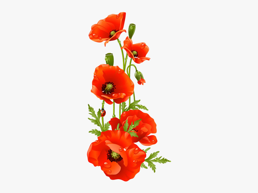 Vector Bouquet Poppy - Red Poppy Flower Clipart, Transparent Clipart