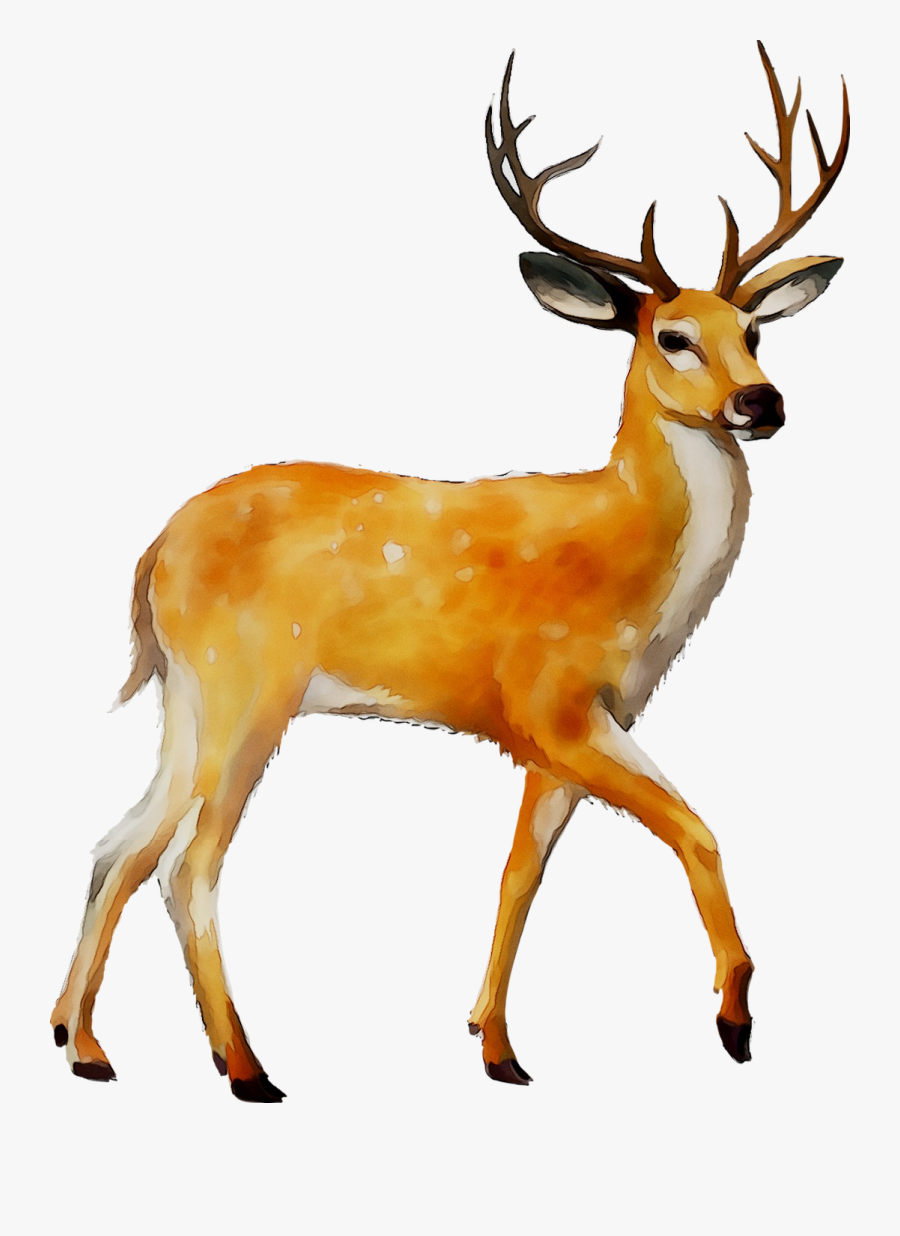 White-tailed Deer Clip Art Moose Mule Deer - Deer Png, Transparent Clipart